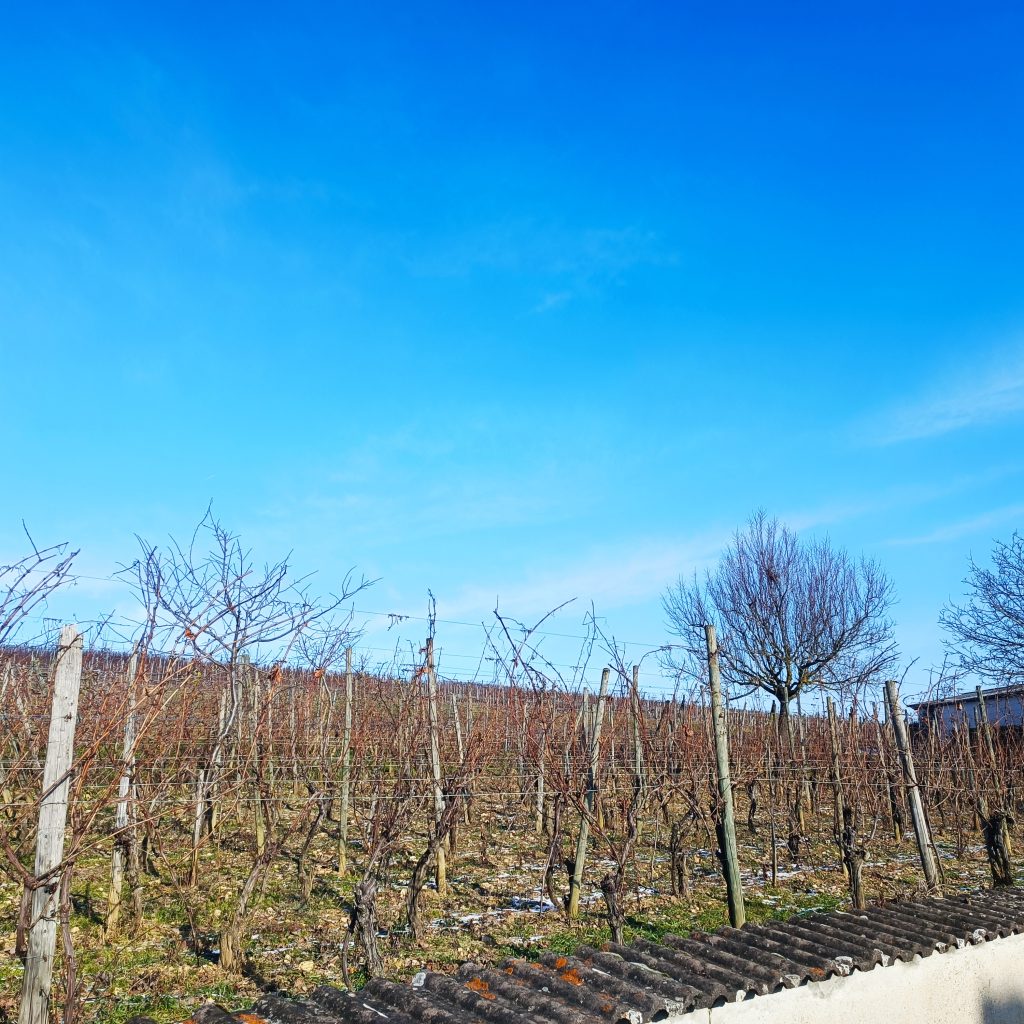 Terrain de 631 m² OBERMORSCHWIHR