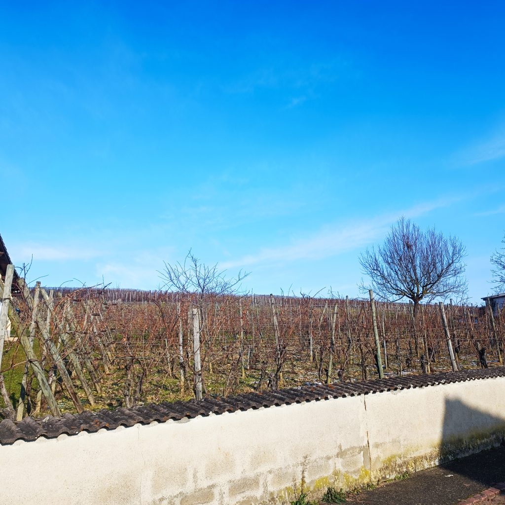 Terrain de 631 m² OBERMORSCHWIHR